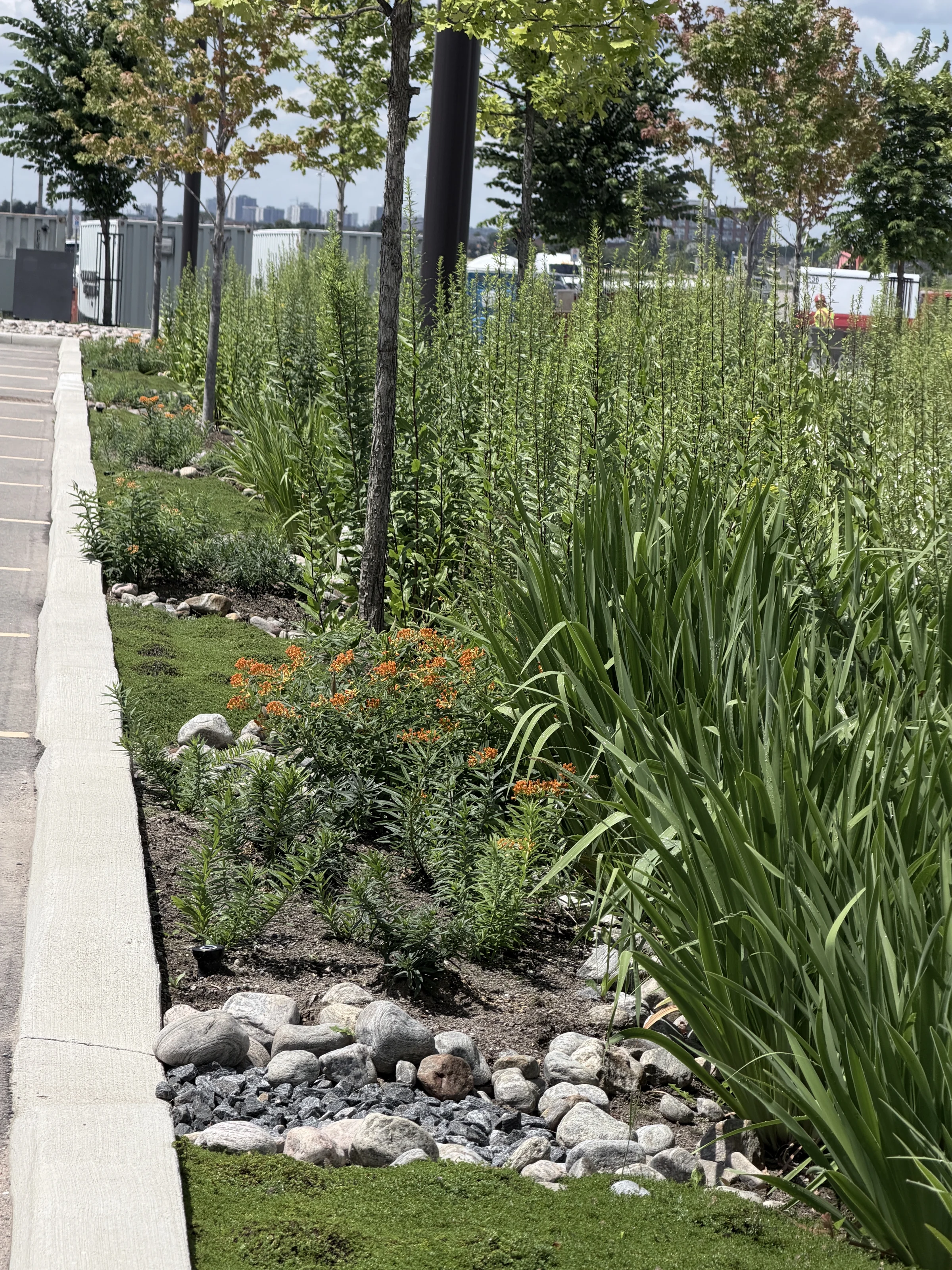 Woodbine Block 9 — Bioswale planting and drainage detail.